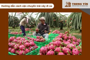 Sắp xếp khoa học giúp trái cây tươi ngon trong suốt hành trình xa