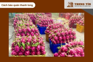 Các phương pháp bảo quản thanh long tươi lâu khi vận chuyển xa