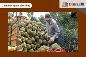 Cách đóng gói và vận chuyển sầu riêng an toàn giữ trọn hương vị