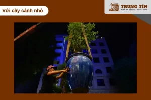 Cây cảnh nhỏ cần đóng gói kỹ, giữ ẩm rễ và cố định thân khi vận chuyển xa