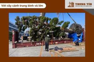 Cây cảnh lớn cần thay chậu nhẹ, cố định thân và giữ ẩm gốc khi vận chuyển xa