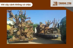 Cây không chậu cần giữ ẩm bầu rễ và bảo vệ thân khi vận chuyển đường dài