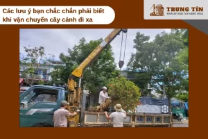 Chọn xe phù hợp, tránh nắng gắt và xếp cây đúng cách giúp cây an toàn khi vận chuyển