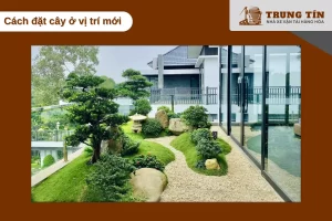 Đặt cây nơi mát, tránh nắng gắt 2-3 ngày giúp cây ổn định sau vận chuyển