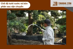 Tưới sương nhẹ, chờ 7-10 ngày mới bón phân giúp cây phục hồi sau vận chuyển