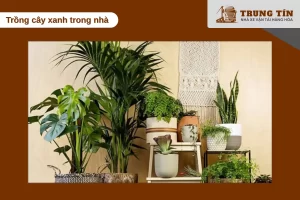 Cây xanh giúp lọc không khí và giảm mùi thuốc lá hiệu quả