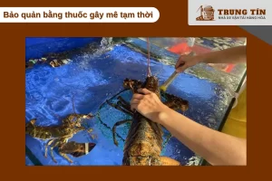 Gây mê tạm thời giúp cá ngủ sâu, giảm stress khi vận chuyển đường dài