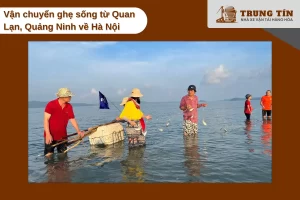 Vận chuyển ghẹ sống từ Quan Lạn về Hà Nội, cách 200 km trong 5-6 giờ di chuyển.