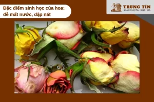 Hoa dễ mất nước và dập nát khi vận chuyển xa nếu không bảo quản đúng cách