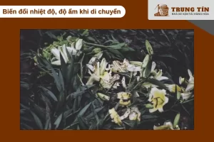 Nhiệt độ và độ ẩm không ổn định khiến hoa nhanh héo và dễ mốc