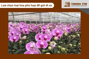 Chọn đúng loại hoa và đóng gói chuẩn giúp giữ hoa tươi khi đi xa