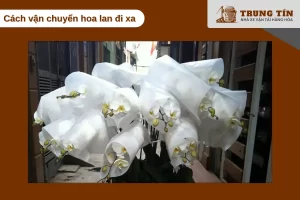 Hoa lan cần bảo quản nhiệt độ ổn định và đóng gói chống va đập