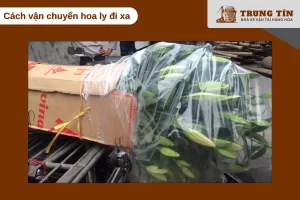 Vận chuyển hoa ly cần giữ ẩm và chống nấm hiệu quả