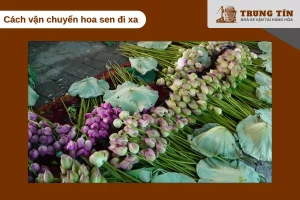 Hoa sen cần nhiệt độ ổn định và bảo quản riêng biệt