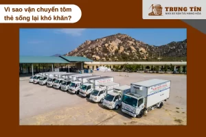 Tôm thẻ sống dễ stress nếu thiếu oxy hoặc nhiệt độ thay đổi đột ngột.