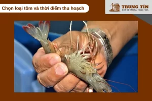 Chọn tôm khỏe đồng đều 20-25g thu hoạch sau lột xác 5-7 ngày