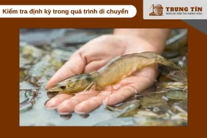 Kiểm tra túi tôm mỗi 2 đến 3 giờ để kịp thời xử lý bất thường