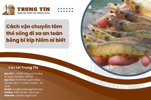 Cách vận chuyển tôm thẻ sống đi xa an toàn bằng bí kíp hiếm ai biết